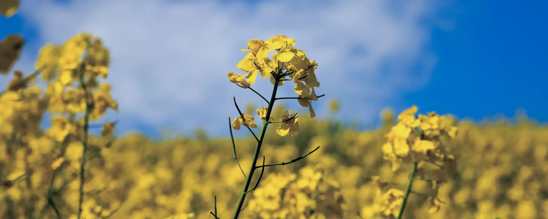 Blühender Raps